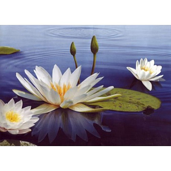 Фотошпалери Кувшинка  194*-268