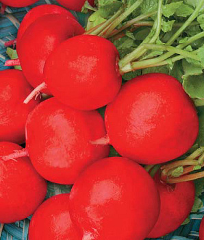 Редис  Сакса 1г