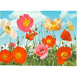 Фотошпалери Маки 272*196