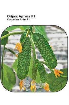 Огірок Артіст 10шт 