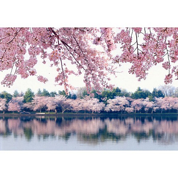 Фотошпалери Сакура  196*136