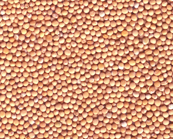 Насіння РІЗНЕ ваг Гірчиця біла (партія 535)(93%)